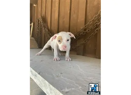 a small american bully dog standing on a concrete floor